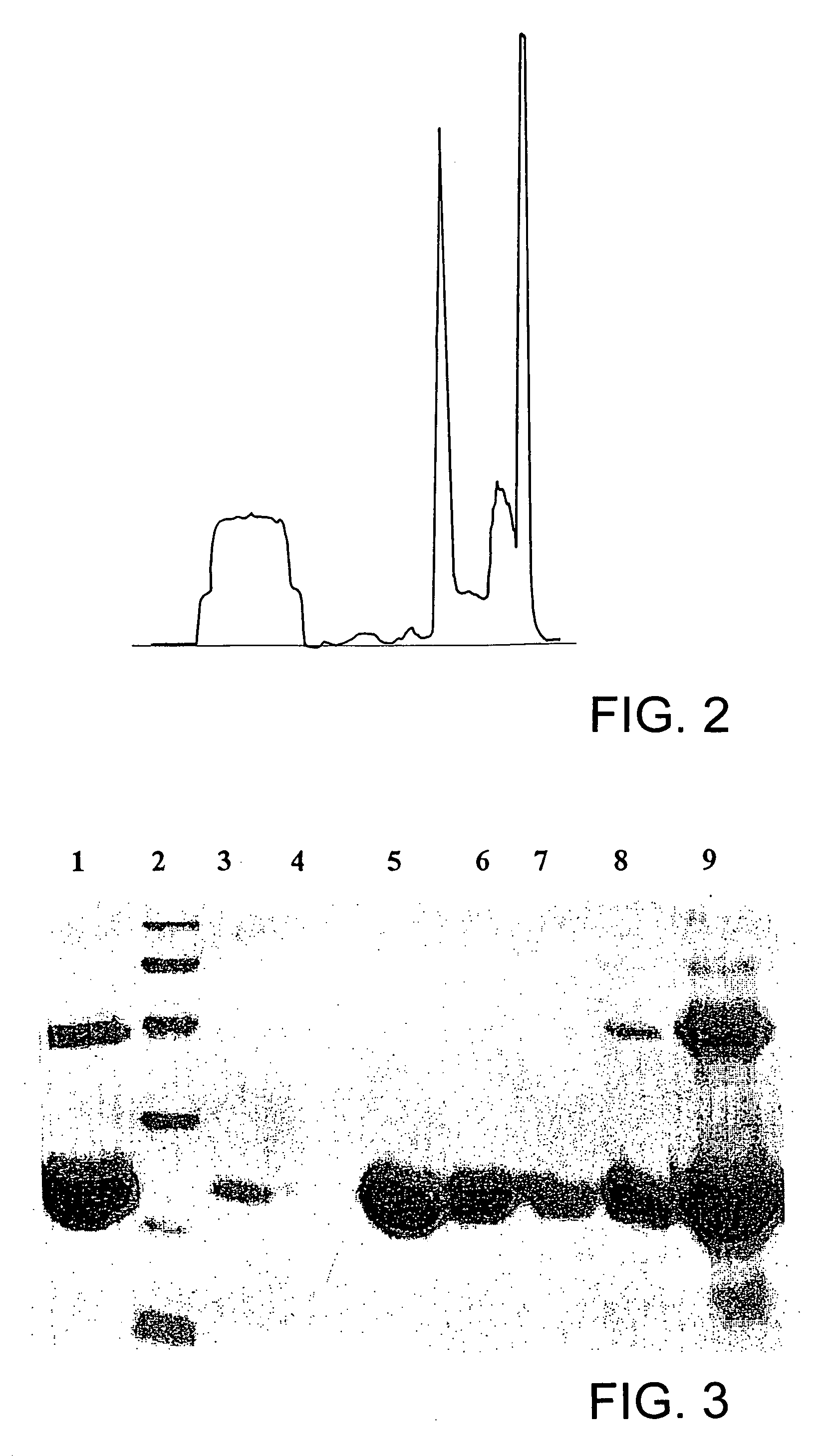 Process for solubilization of recombinant proteins expressed as inclusion body