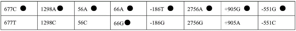 Kit, PCR (polymerase chain reaction) primer and nucleic acid hybridization membrane strip for folic acid metabolism genotyping