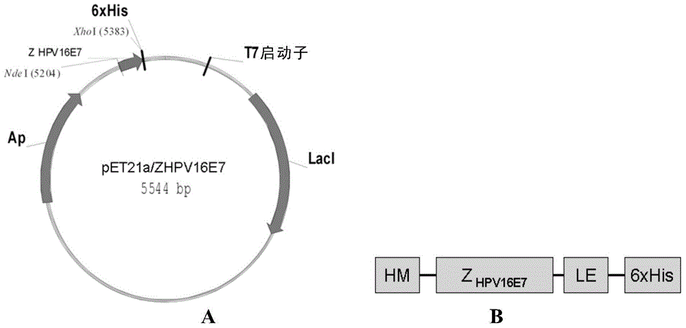 Polypeptide having binding affinity to HPV16 E7 and application thereof