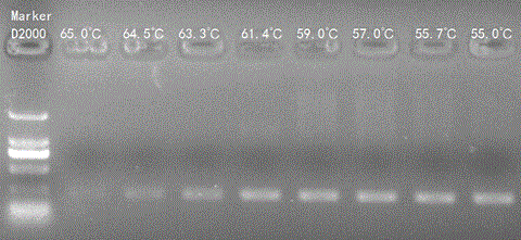 A systematic detection method of dna transcription direction and transcription template and its application