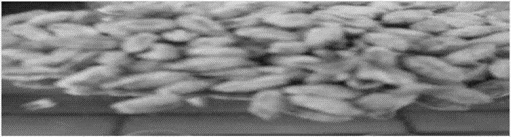 A method for testing the disease resistance of wheat varieties and its application