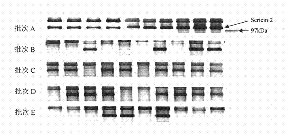 Method for selecting high-reelability bombyx mori cocoons by utilizing protein molecular marker