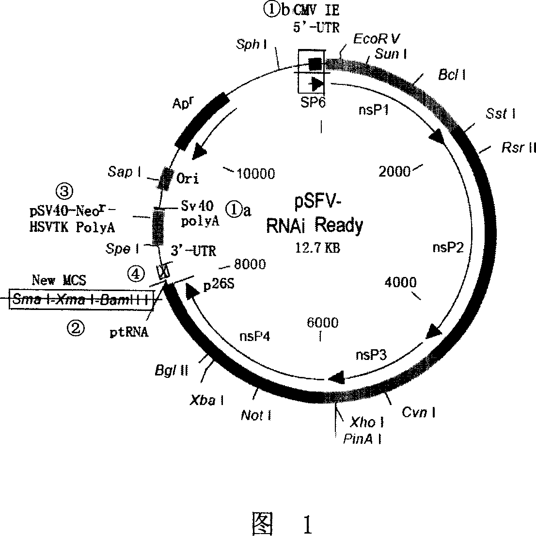 RNAi vector and its application