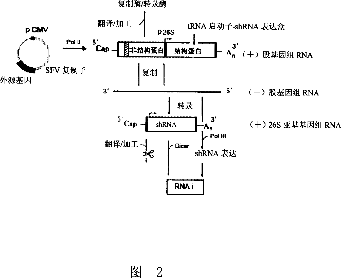 RNAi vector and its application