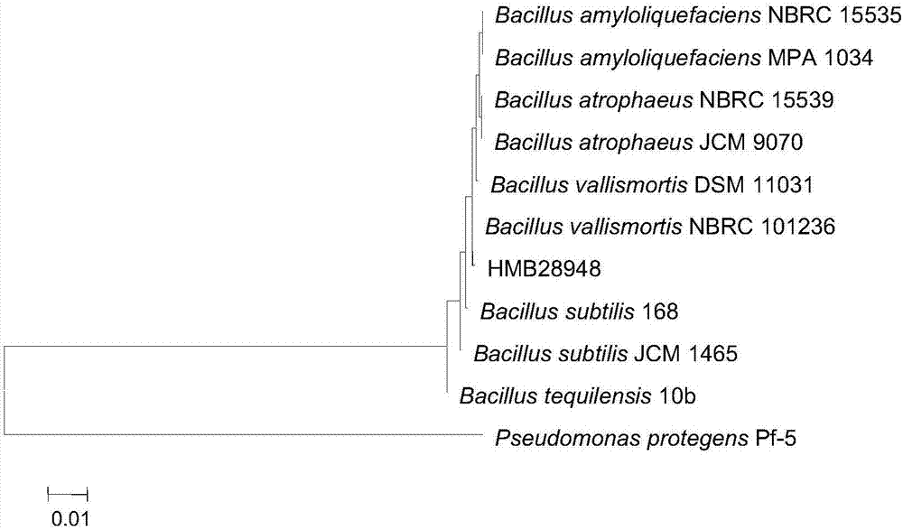 Bacillus subtillis HMB28948 and application thereof