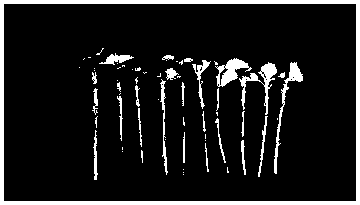 Hydroponic preservation method of ramie germplasm resources