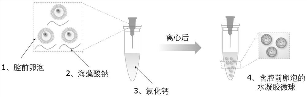 Method for cryopreservation and resuscitation of follicles