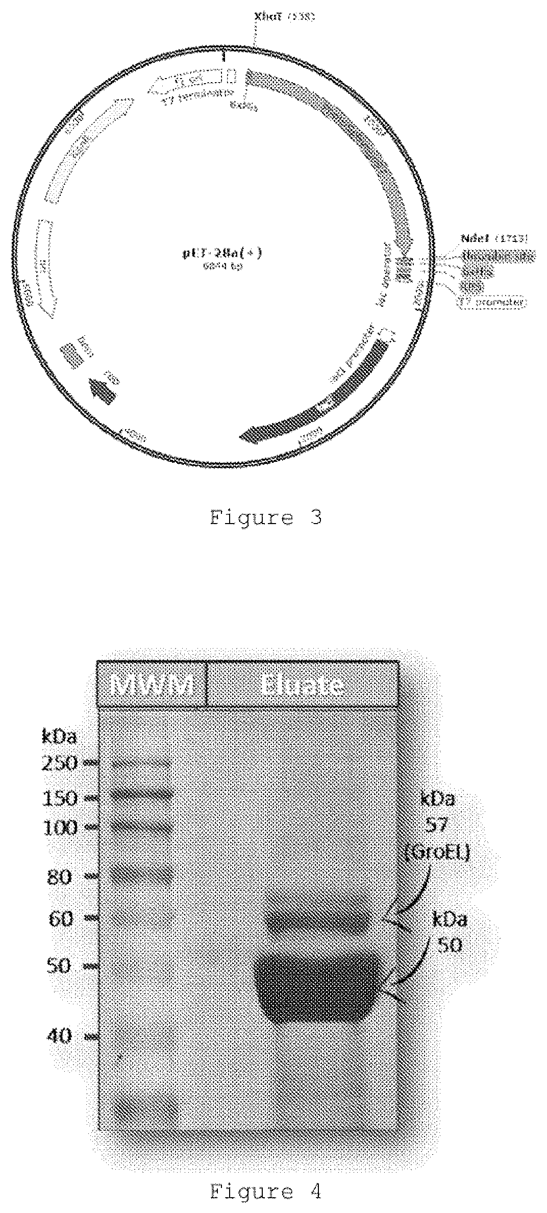 Genetically modified bacteria producing three DNA repair enzymes and method for the evaluation of DNA repair activity