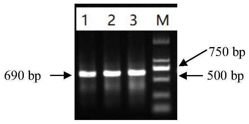 Molecular marker for identifying Taihe silk chickens and silky fowls and application