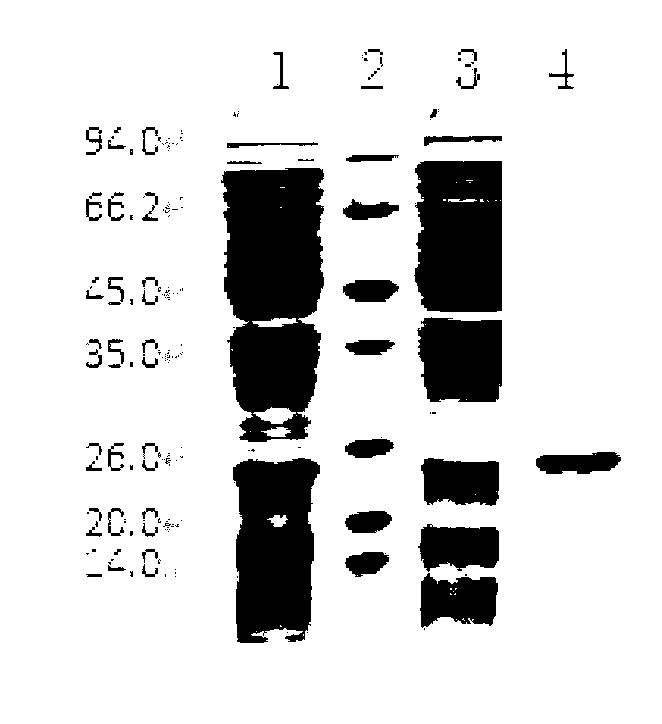 Bacteria-cracking preparation for effectively cracking escherichia coli as well as cracking method and application thereof