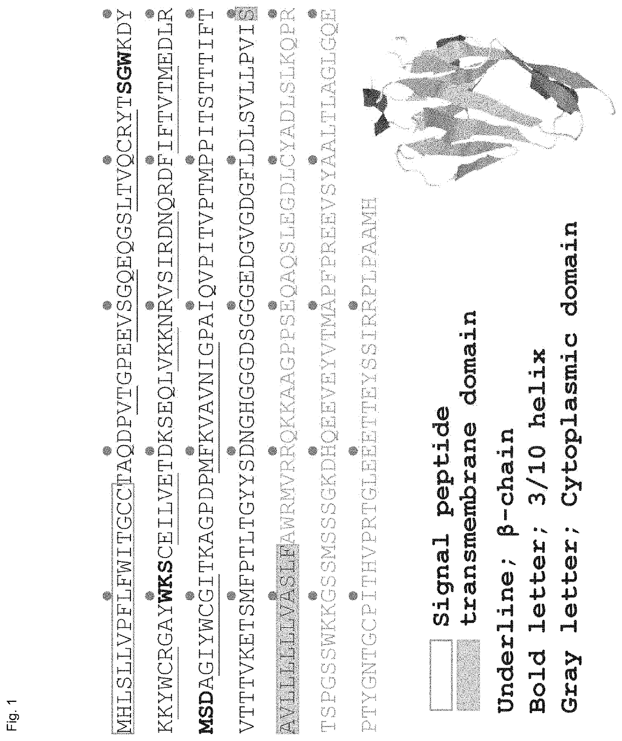 Cultured transgenic cell allowing growth of norovirus, and use thereof