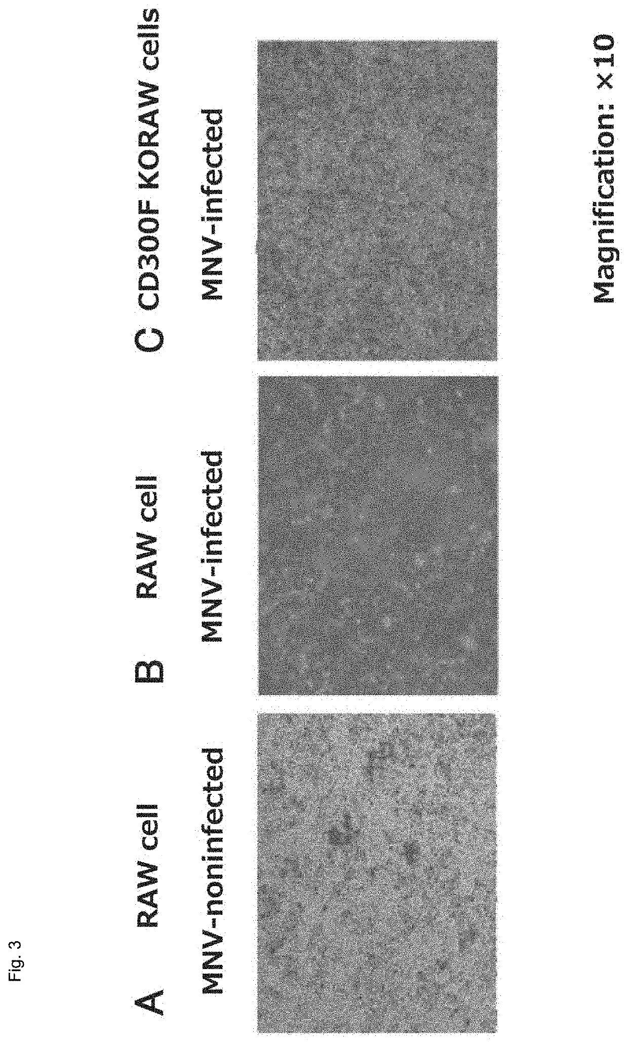 Cultured transgenic cell allowing growth of norovirus, and use thereof