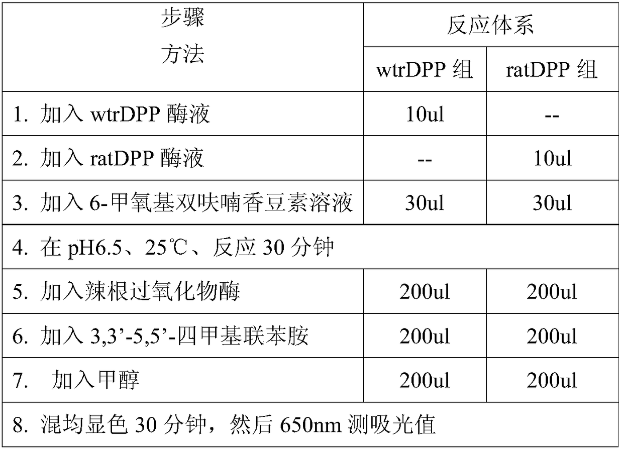 A rat dipeptidyl peptidase III engineered by site-directed mutagenesis