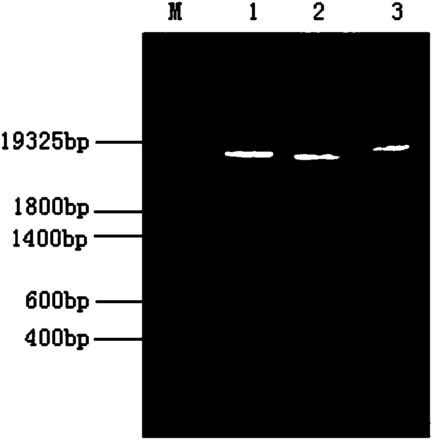 A rat dipeptidyl peptidase III engineered by site-directed mutagenesis