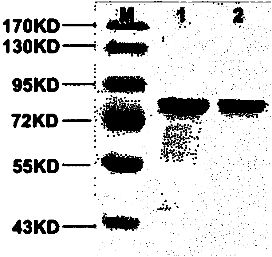 A rat dipeptidyl peptidase III engineered by site-directed mutagenesis