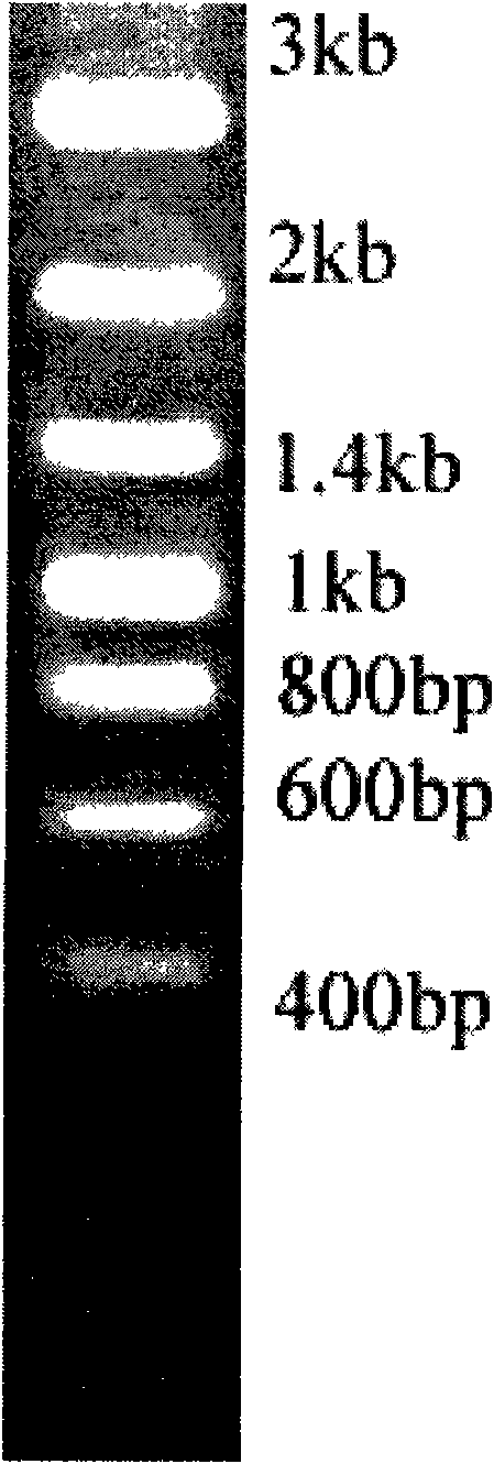 DNA molecular weight standard with even 200 bp gradient and rapid preparation method thereof