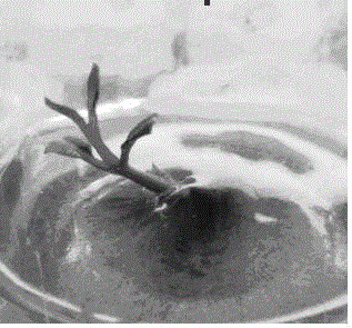 Method for Rapid Propagation of Tissue Culture and Propagation of Crow's Horn Melon Seedlings Using Terminal Buds as Starting Materials