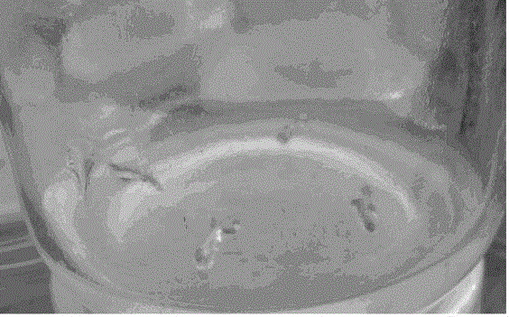 Method for Rapid Propagation of Tissue Culture and Propagation of Crow's Horn Melon Seedlings Using Terminal Buds as Starting Materials