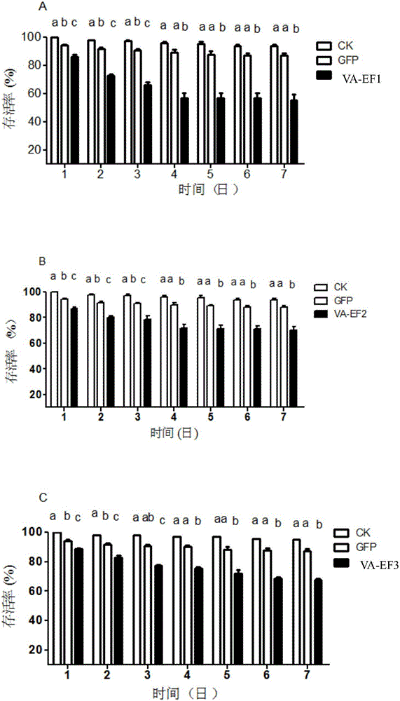 Apolygus lucorum V-ATPaseE gene and application of apolygus lucorum V-ATPaseE gene to aspect of RNAi (ribonucleic acid interfere)-mediated pest control