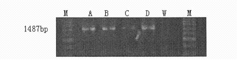 Nest-type NEST-PCR amplification primer for detecting Clavibacter michiganensis subsp, michiganensis, detection kit and using method of kit thereof