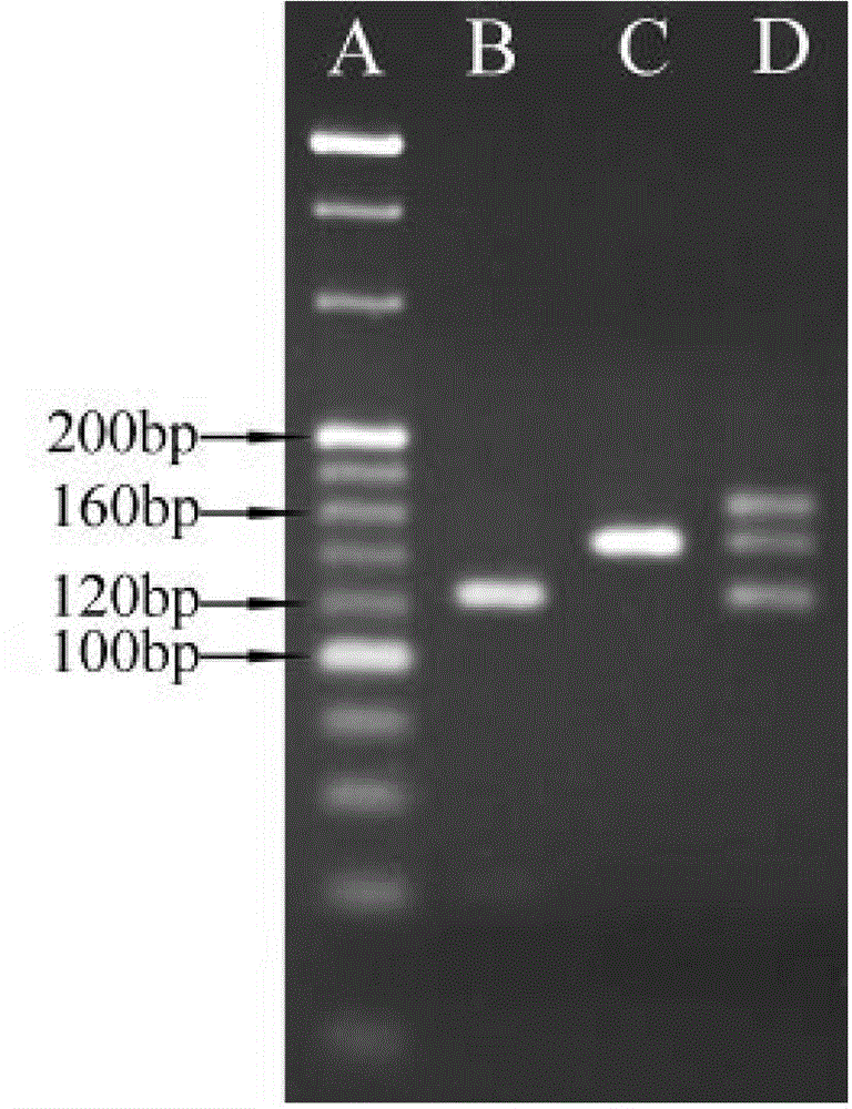 Citrin immunodeficiency disease virulence gene SLC25A13 high frequency mutation screening reagent box
