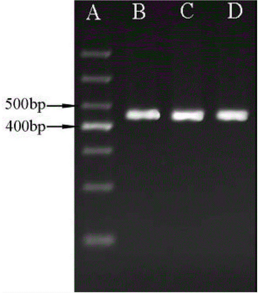 Citrin immunodeficiency disease virulence gene SLC25A13 high frequency mutation screening reagent box