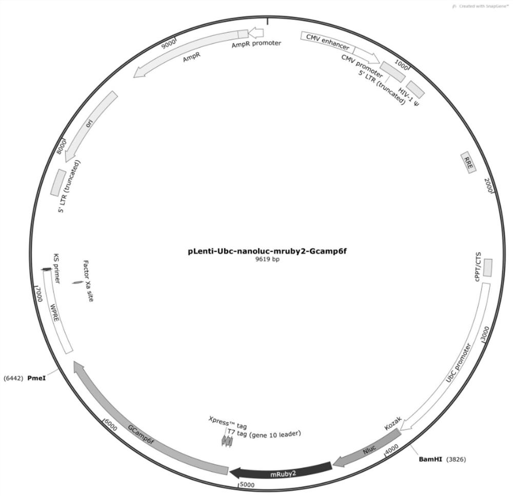 Fusion imaging gene and its lentiviral expression plasmid, lentivirus, cell, its preparation method and application