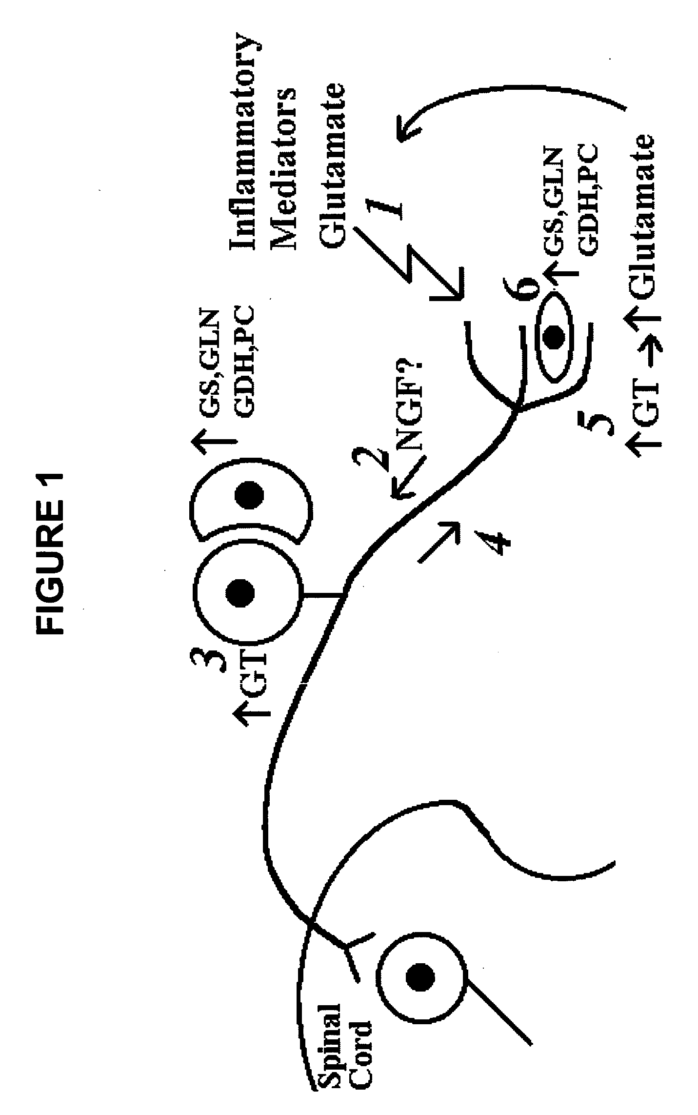 Method of alleviating chronic pain via peripheral inhibition of neurotransmitter synthesis