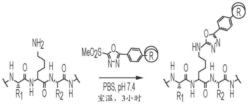 Novel conjugation chemistry for catalytic antibodies 38C2