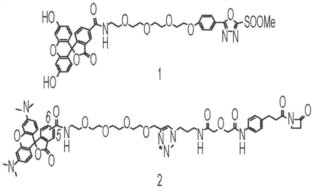 Novel conjugation chemistry for catalytic antibodies 38C2