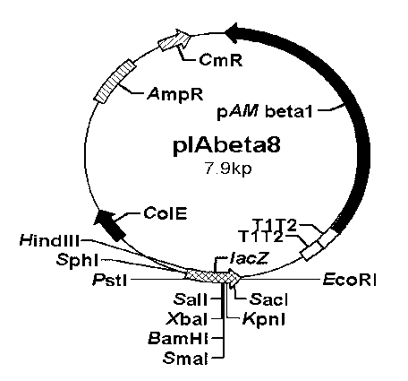 Preparation method of pig alpha-interferon compound preparation