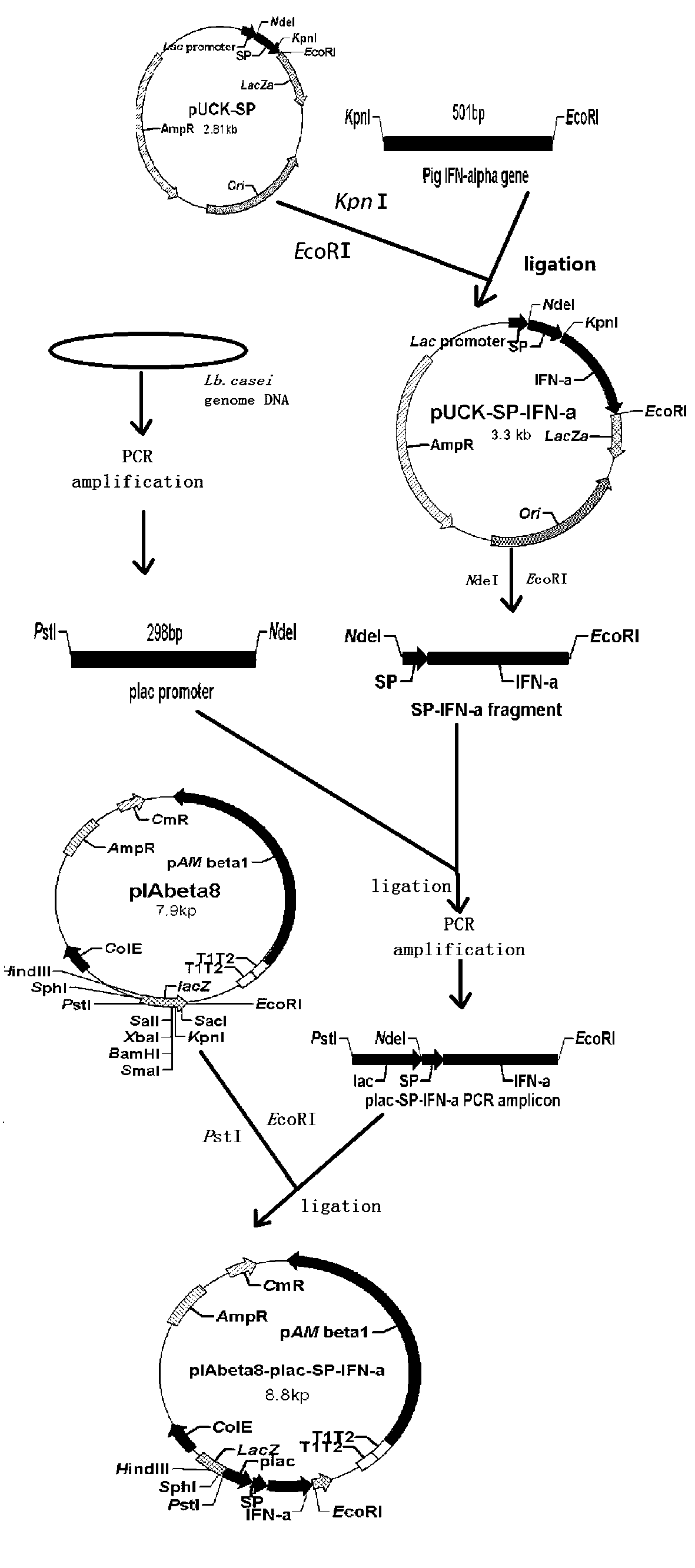 Preparation method of pig alpha-interferon compound preparation