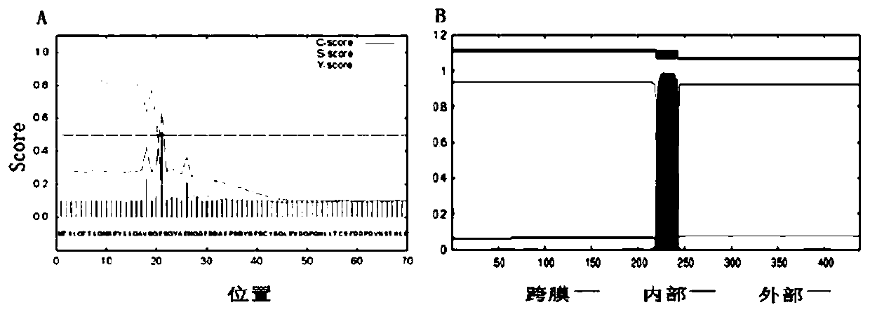 Porcine CD127 polypeptide and coding gene and application thereof