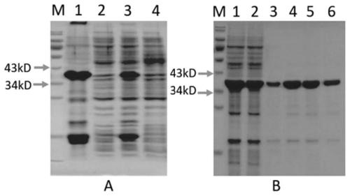Porcine CD127 polypeptide and coding gene and application thereof