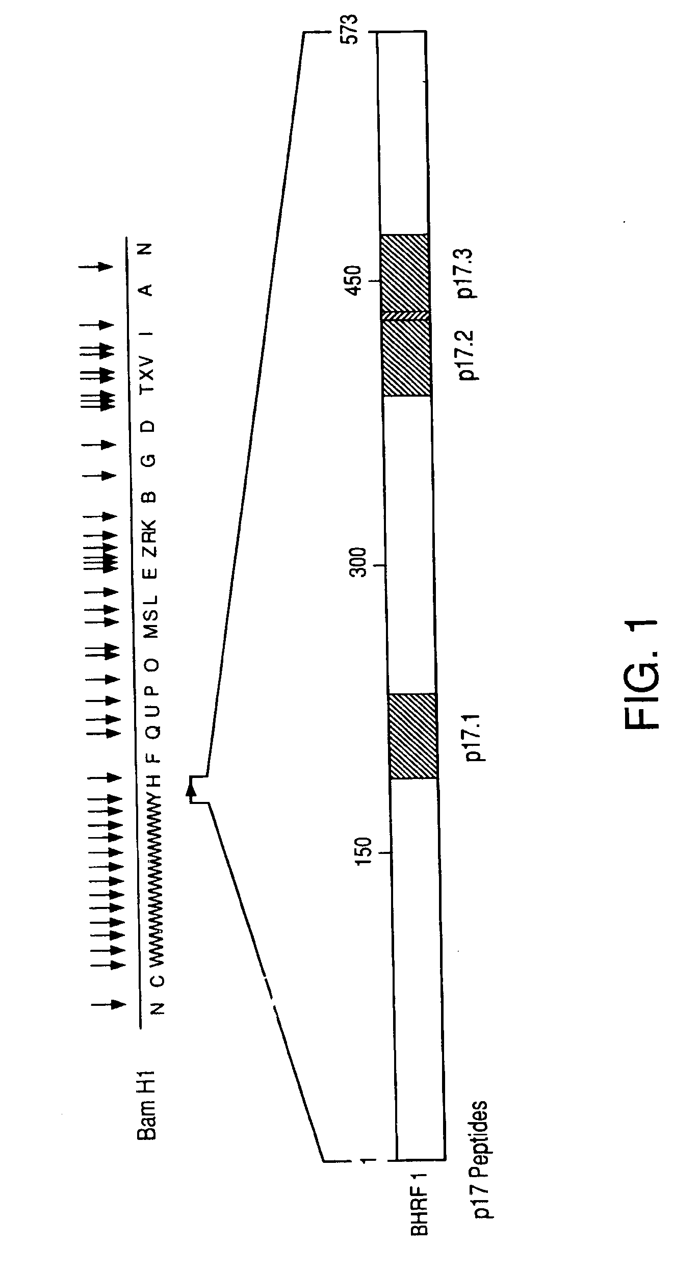 Immunoreactive peptides from Epstein-Barr virus