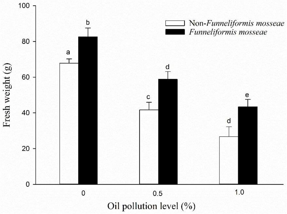 Method for enhancing petroleum-contaminated soil remediation capacity of phytolacca americana