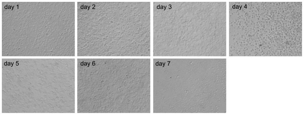 A screening model construction method for promoting immune enhancer of Chinese mitten crab hematopoietic tissue development