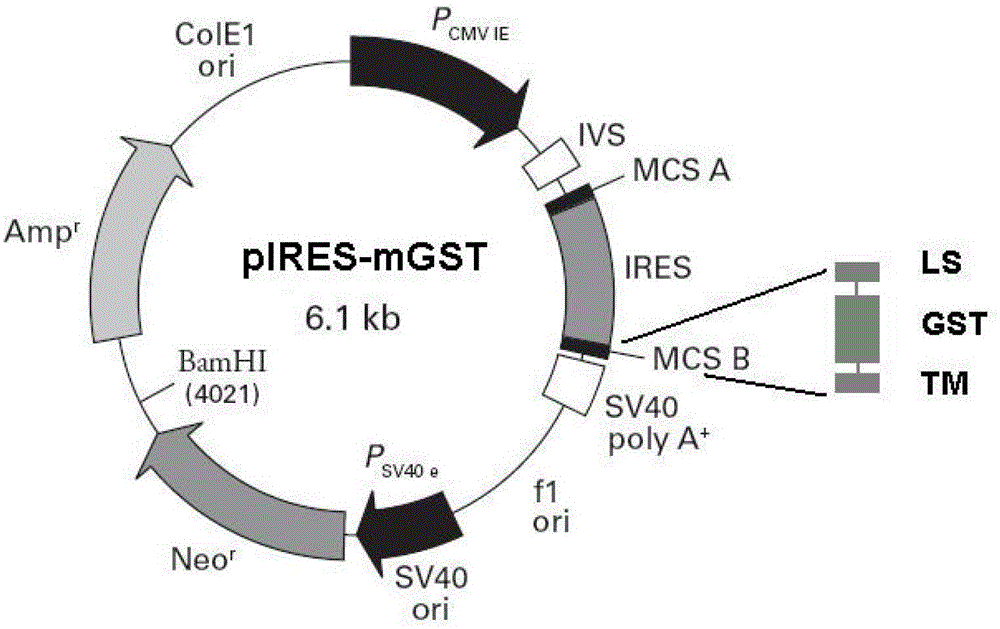A kind of gst membrane type expression vector containing thrombin cleavage site and method for transfecting positive cells