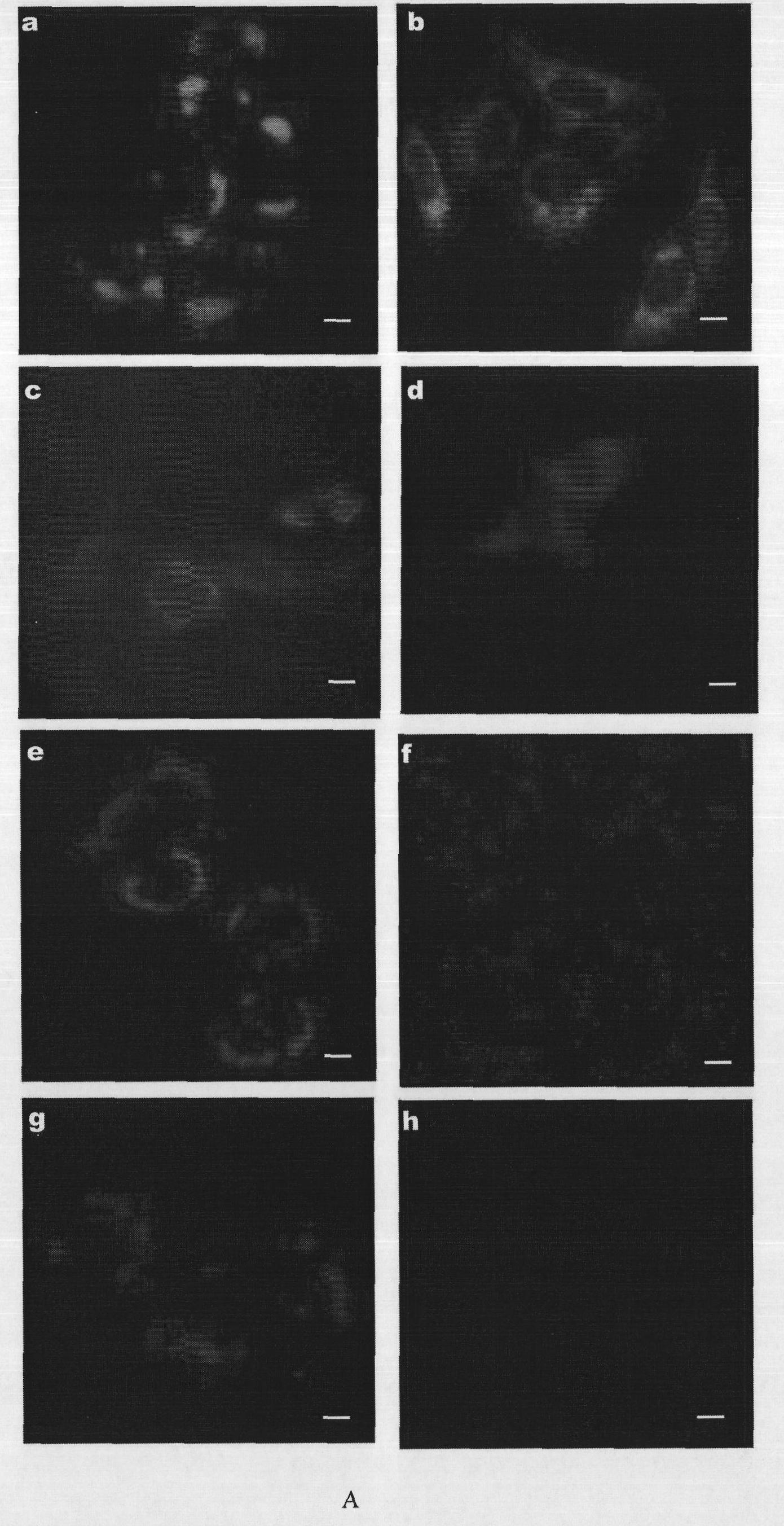 Fluorescence complementary system based on green fluorescent protein sfGFP