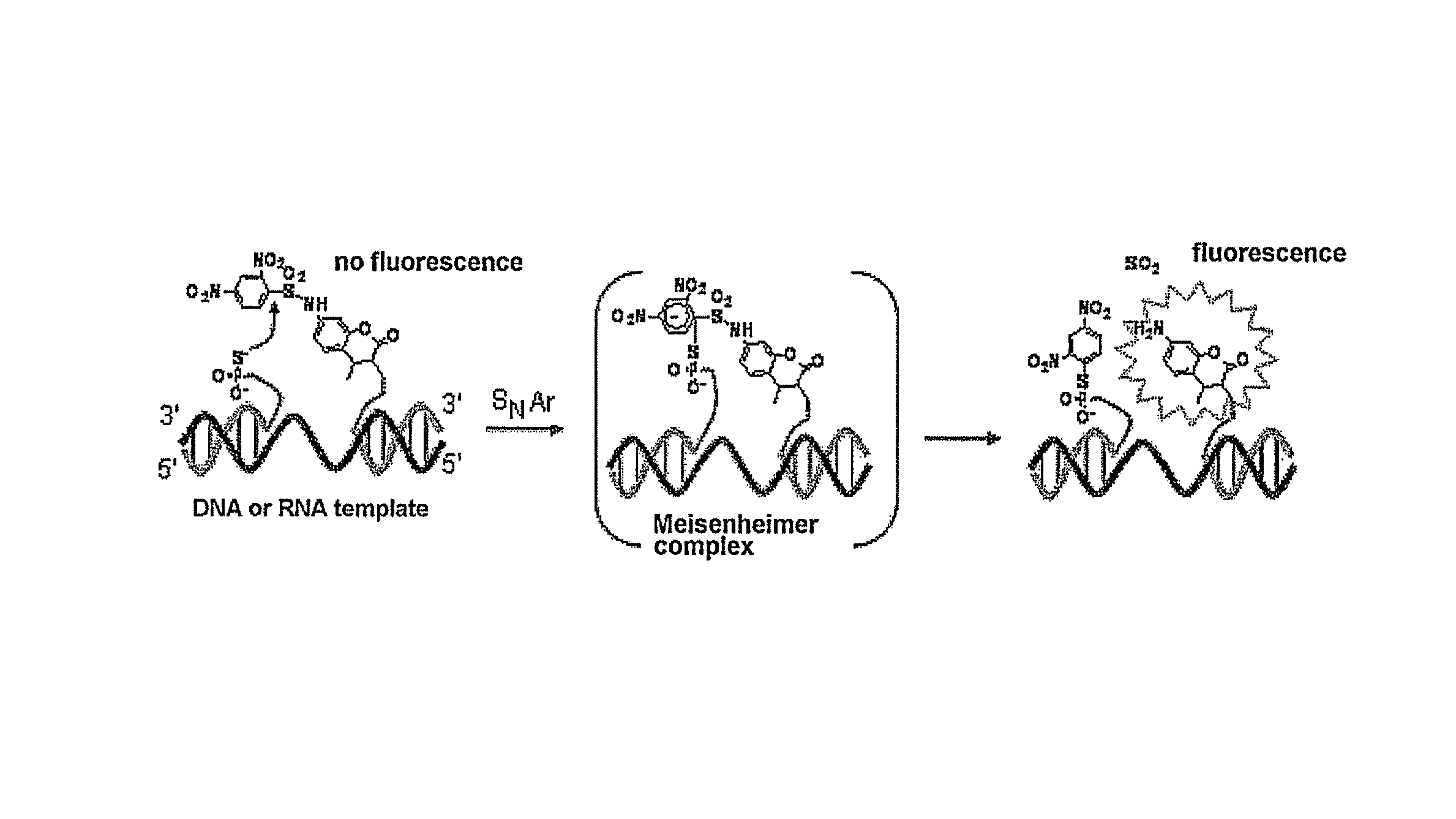 Fluorescent molecule and method for detecting target nucleic acid