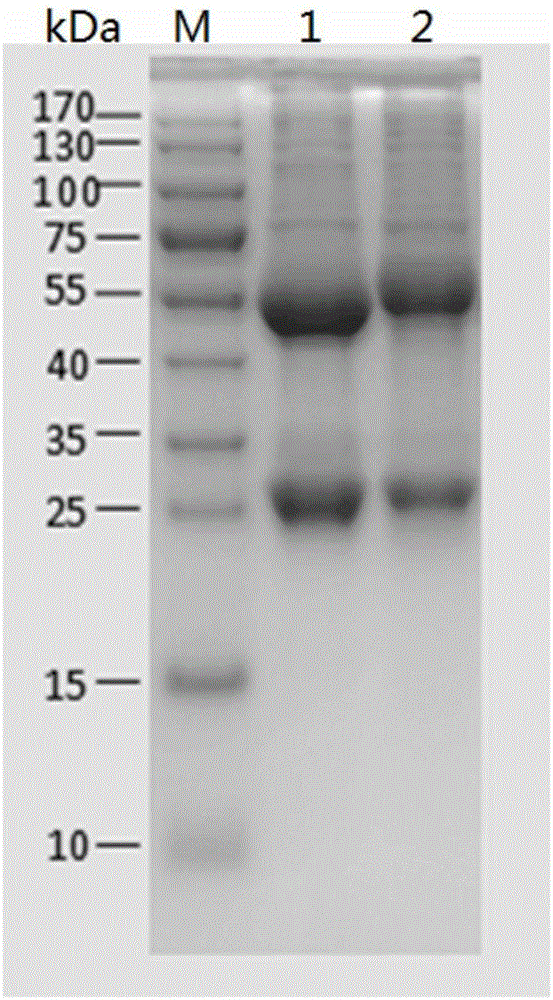 Mouse bone marrow hybridoma cell strains, monoclonal antibody generated by same and application