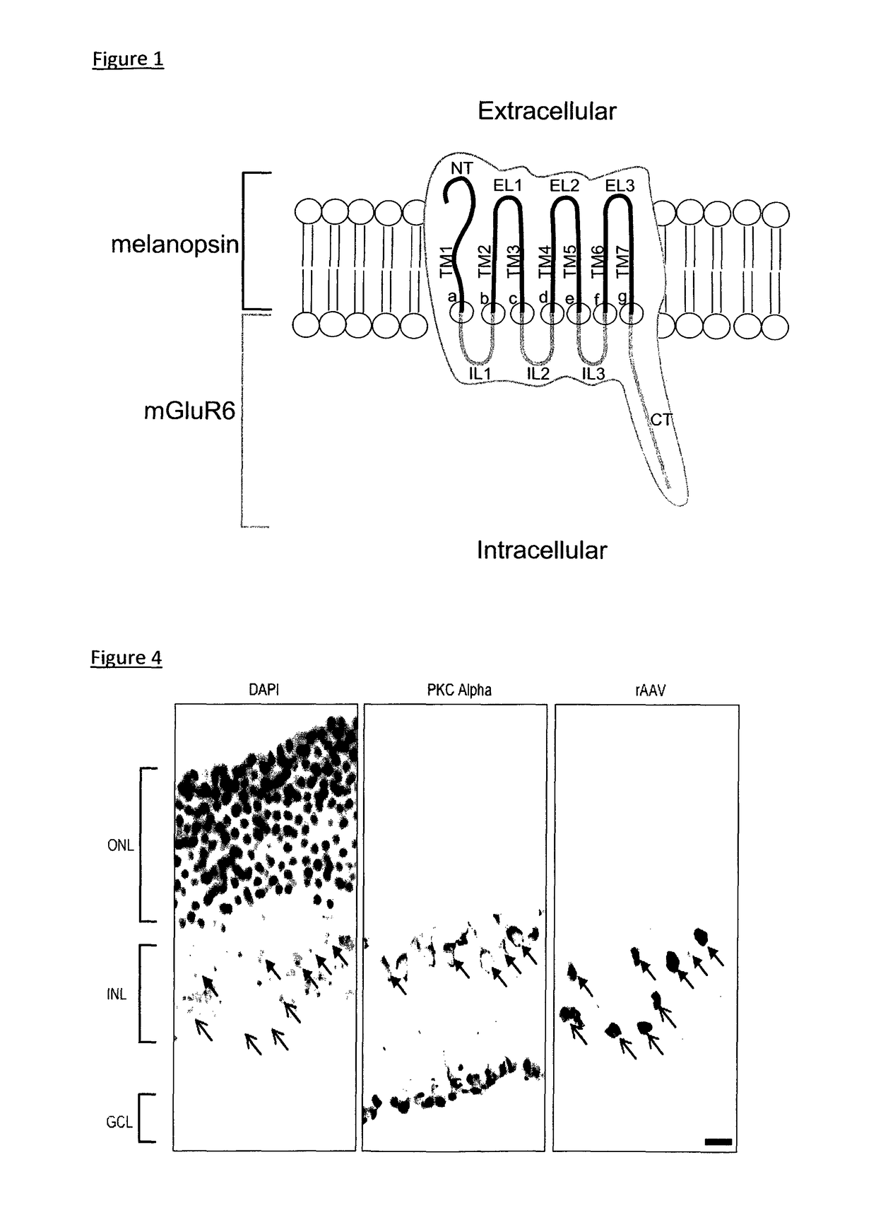 Light-sensitive chimeric GPCR protein
