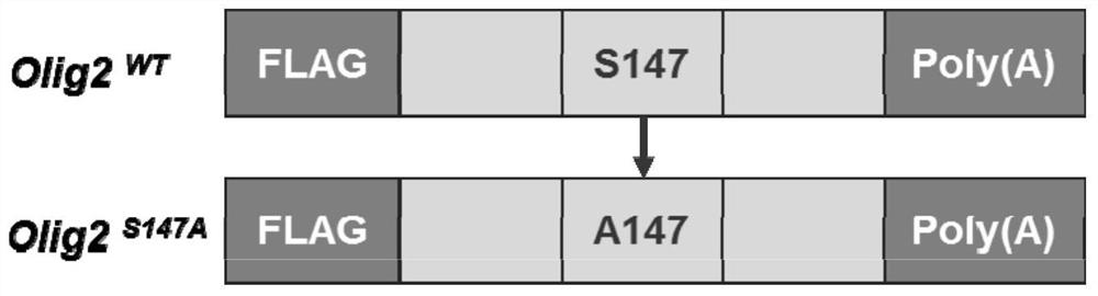 Synthetic modified Olig2 mRNA and application thereof