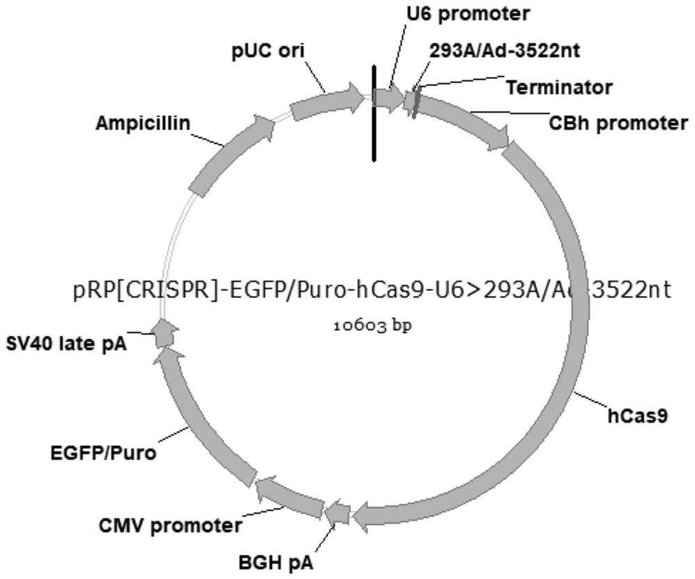 293A cell strain for producing adenovirus as well as preparation and application thereof