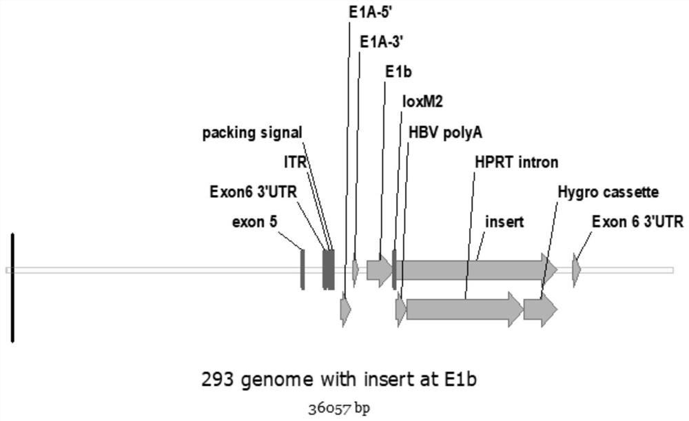 293A cell strain for producing adenovirus as well as preparation and application thereof