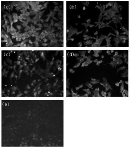 The method of culture and oxidative stress model establishment of epithelial cells of oviduct enlargement of laying hens