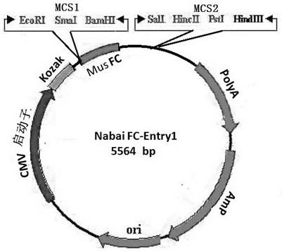 A kind of bovine and sheep cheese protein monoclonal antibody, detection kit and application