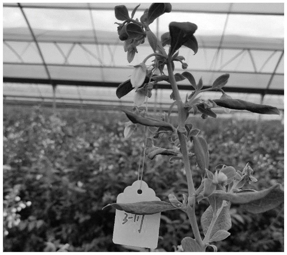 Rapid determination method for crop pollination intensity