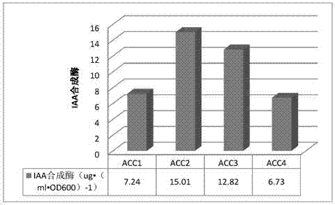 Method for separating plant growth-promoting rhinoacteria on copper tailings and evaluating performances of plant growth-promoting rhinoacteria