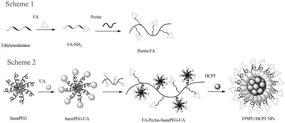Dual-targeting delivery method of pectin nanoparticles modified by folic acid